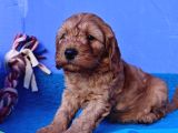 Koyu Renklerde Orji̇nal Cockapoo Yavrular