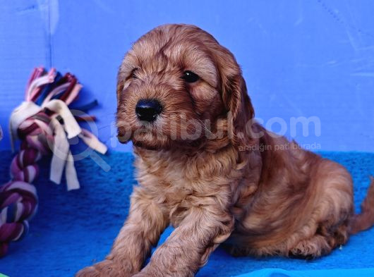Koyu Renklerde Orji̇nal Cockapoo Yavrular görsel