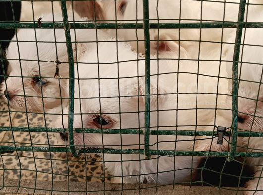 Uygun Maltese Bebekler görsel