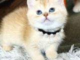 Secereli British Shorthair Golden