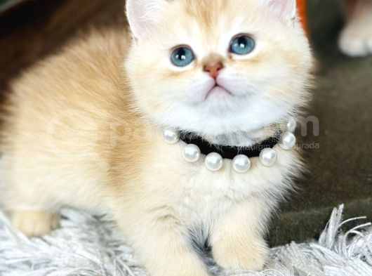 Secereli British Shorthair Golden görsel