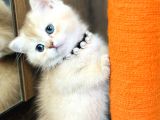 Secereli British Shorthair Golden