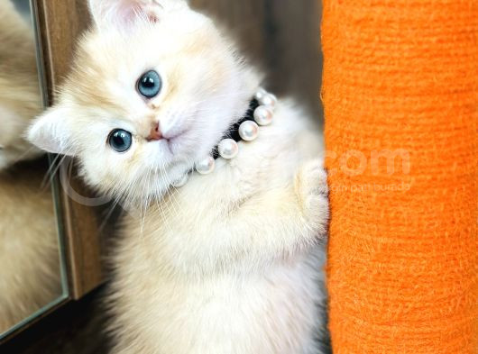Secereli British Shorthair Golden görsel