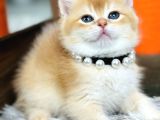 Secereli British Shorthair Golden