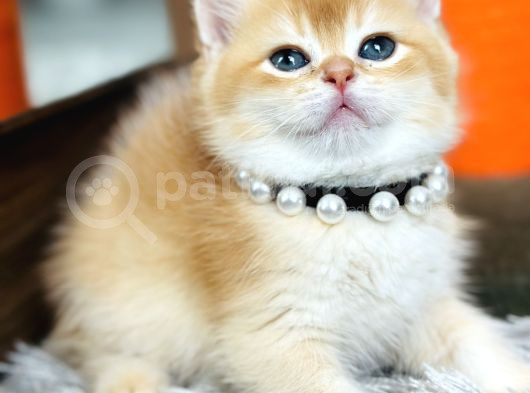 Secereli British Shorthair Golden görsel