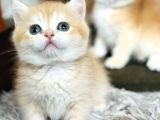 Secereli British Shorthair Golden