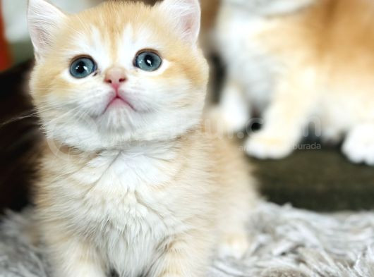 Secereli British Shorthair Golden görsel