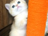 Secereli British Shorthair Golden