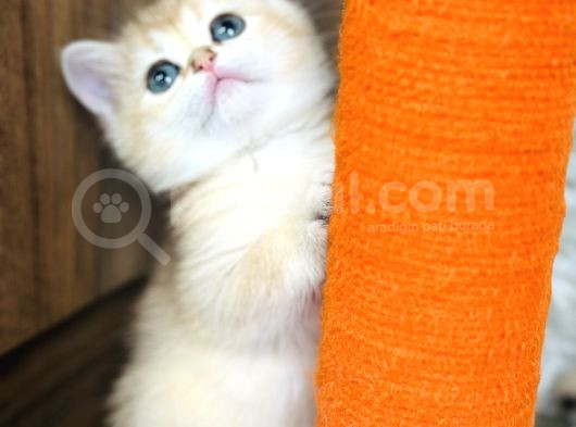 Secereli British Shorthair Golden görsel