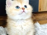 Secereli British Shorthair Golden