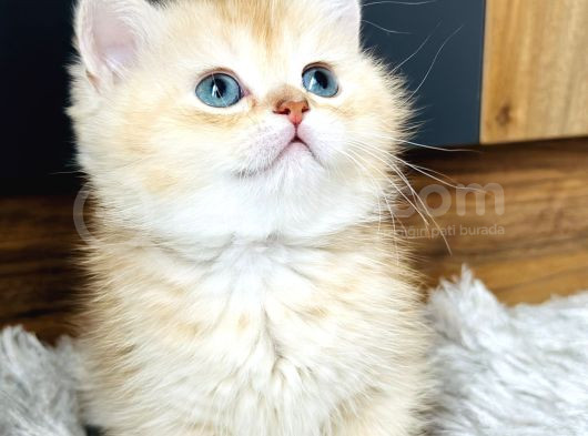 Secereli British Shorthair Golden görsel