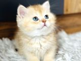 Secereli British Shorthair Golden