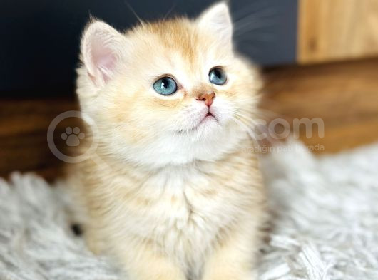 Secereli British Shorthair Golden görsel