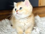 Secereli British Shorthair Golden