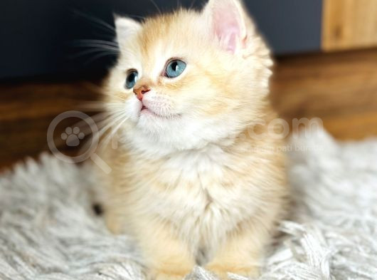 Secereli British Shorthair Golden görsel