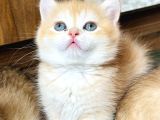Secereli British shorthair golden