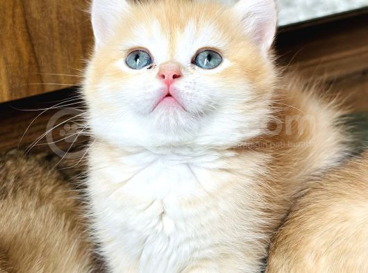 Secereli British Shorthair Golden