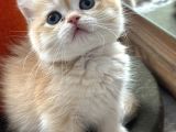 Secereli British Shorthair Golden