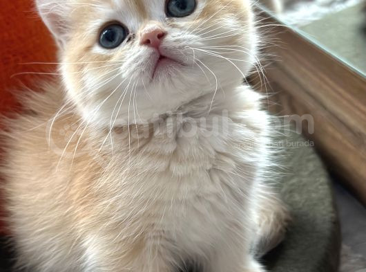 Secereli British Shorthair Golden görsel