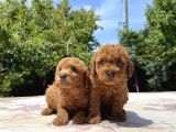 adrese Teslim mükemmel Toy poodle