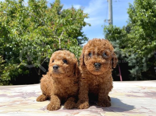 Adrese Teslim Mükemmel Toy Poodle