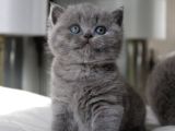 Tombul Kedimiz Gri British Shorthair