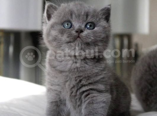 Tombul Kedimiz Gri British Shorthair görsel