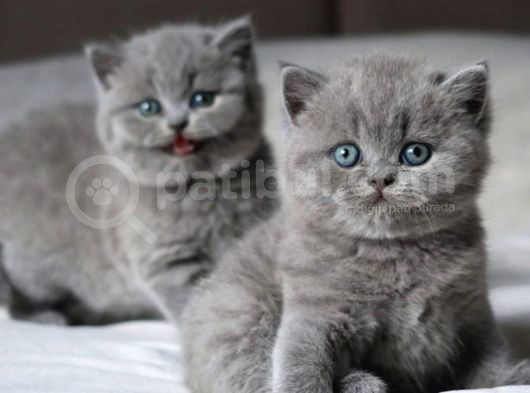 Tombul Kedimiz Gri British Shorthair görsel