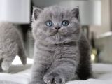 Tombul Kedimiz Gri British Shorthair
