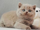 En Özel Lilac British Shorthair