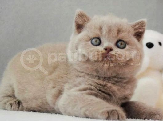 En Özel Lilac British Shorthair görsel