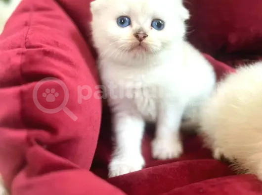 Sifir Kulak Top Kafa Fold Bebek