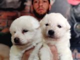 Burkem Çiftliğimizden kar topu  samoyed yavrularımız