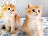 British shorthair by dişi yavru