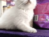 Britishshorthair Scottishfold