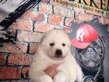 Burkem Çiftliğimizden Kar Topu  Samoyed Yavrularımız