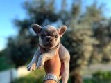 Egzotik French Bulldog Bebekler