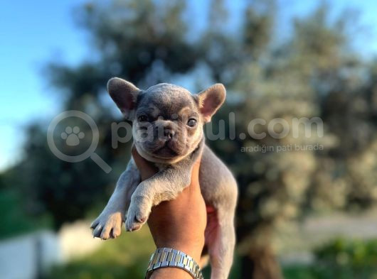 Egzotik French Bulldog Bebekler görsel