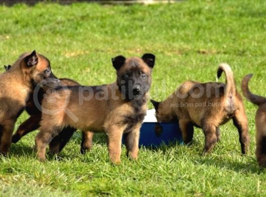 Kalitenin Zirvesinden Malinois Belçika Kurdu