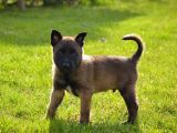 Kalitenin Zirvesinden Malinois Belçika Kurdu