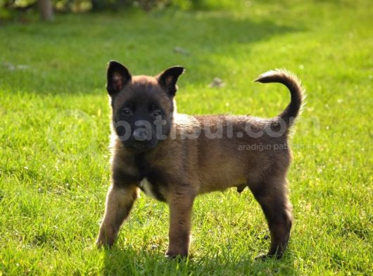 Kalitenin Zirvesinden Malinois Belçika Kurdu görsel