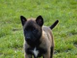 Kalitenin Zirvesinden Malinois Belçika Kurdu