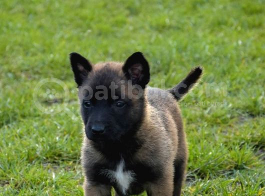 Kalitenin Zirvesinden Malinois Belçika Kurdu görsel