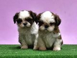 0 burun adrese teslim mükemmel shihtzu yavrular