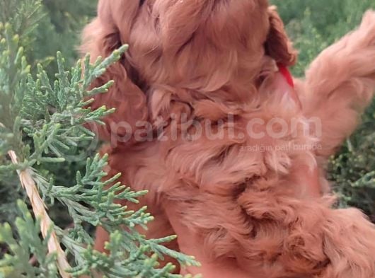 Poodle Ayarında Maltipo görsel