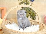 Yuvarlak Kafa Gri Scottish Fold Shorthair