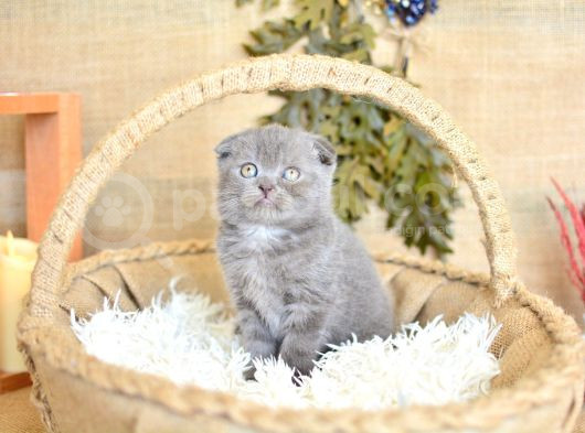 Yuvarlak Kafa Gri Scottish Fold Shorthair görsel