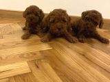 MİNİK ERKEK DİŞİ POODLE BEBEKLERİM
