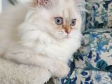 Muhteşem güzellikte  golden Longhair