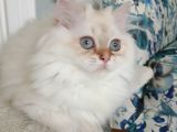 Muhteşem Güzellikte  Golden Longhair
